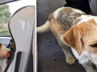 Σκύλος μπούκαρε κρυφά σε τρένο και έγινε φίλος με τους επιβάτες