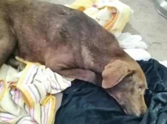 Αδιανόητο: Δηλητηρίασαν την τυφλή σκυλίτσα που έκανε 10 χλμ για να γυρίσει στον άνθρωπο που την έσωσε