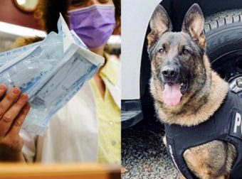 Αστυνομικοί σκύλοι θα μυρίζουν τους μαθητές για κορωνοϊό στα σχολεία