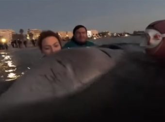 Εθελόντρια τραγουδάει στην τραυματισμένη φάλαινα που δίνει μάχη για να κρατηθεί στη ζωή