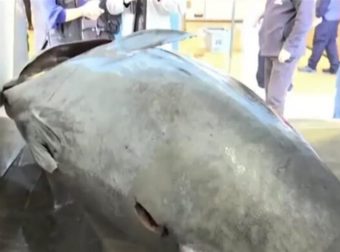 Ιόνιο: Έπιασαν γιγάντιο τόνο 400 κιλών – Tο μεγαλύτερο ψάρι που έχει πιαστεί ποτέ στην Ελλάδα