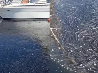 Χιλιάδες ψάρια βγήκαν στο λιμάνι της Αλεξανδρούπολης – Η εξήγηση των ειδικών για το φαινόμενο