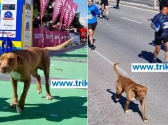 Τρίκαλα: Σκύλος έτρεξε 21 χιλιόμετρα στον ημιμαραθώνιο και τερμάτισε κανονικά
