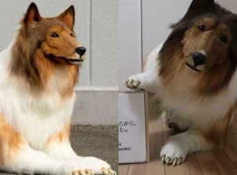 Έδωσε 14.000 ευρώ για να αγοράσει ρεαλιστική στολή σκύλου επειδή «ονειρευόταν να γίνει ζώο»