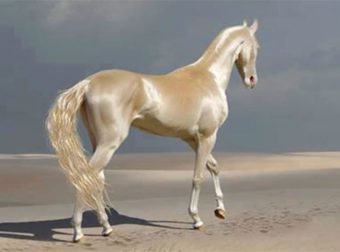 Αυτό είναι το πιο όμορφο άλογο του κόσμου και αυτές οι φωτογραφίες το δικαιώνουν