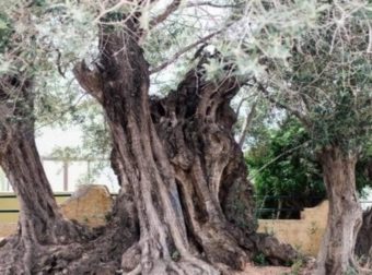 Η «Ελιά της Όρσας»: Το δέντρο 2500 ετών στη Σαλαμίνα που έζησε τη μεγάλη Ναυμαχία του 480 π.χ.