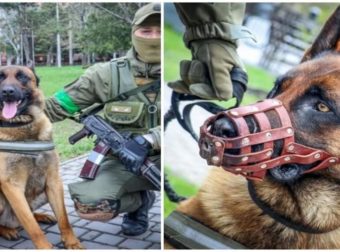 Σκύλος «άλλαξε» στρατόπεδο – Τον εγκατέλειψαν οι Ρώσοι και βοηθά τον ουκρανικό στρατό