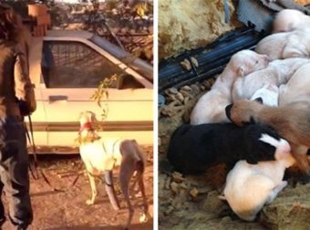 Σκυλίτσα με σπασμένο πόδι οδήγησε κτηνίατρο στα μικρά της διανύοντας 3 χιλιόμετρα