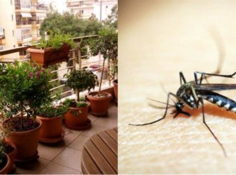 Απομακρύνει τα κουνούπια, ομορφαίνει το μπαλκόνι: Με αuτό το φυτό θα διώξετε τους ενοχλητικούς “επισκέπτες”