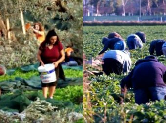 Ευχάριστα νέα: Νέοι Έλληνες στα χωράφια για δουλειά, για πρώτη φορά μετά από 30 χρόνια, φεύγουν οι Αλβανοί