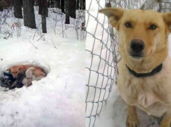 Συγκλονιστικό: Σκυλίτσα σκάβει τρύπα στο χιόνι για να προστατέψει τα κουτάβια της από τον χιονιά