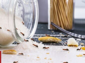 Πώς να διώξετε τα μυρμήγκια από τον πάγκο της κουζίνας