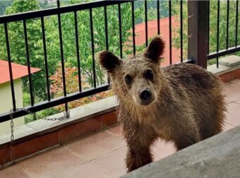 Πίνδος: Μικρό αρκουδάκι έχει κάνει «στέκι» ένα μπαλκόνι σπιτιού[Φωτογραφίες]