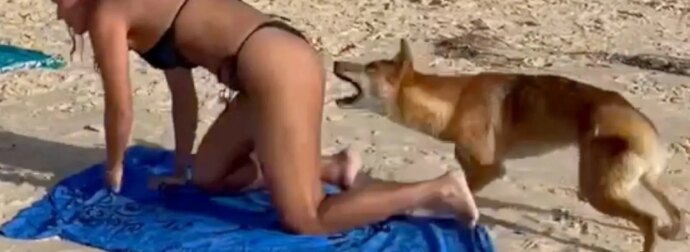 Σκύλος δαγκώνει τουρίστρια σε παραλία ενώ έκανε ηλιοθεραπεία (video)