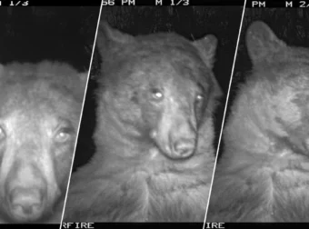 Αρκούδα βρήκε κάμερα σε πάρκο και δε σταμάτησε να βγάζει selfies – Τράβηξε περισσότερες από 400